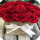Imágenes de rosas ikon
