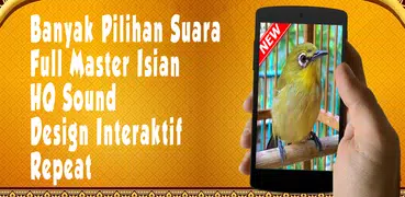 Master Kicau Pleci MP3