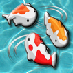 Nourrir les poissons Koi