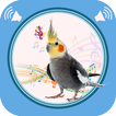 Cockatiel Sounds