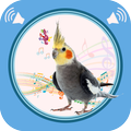 Cockatiel Sounds