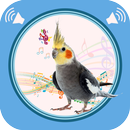 Cockatiel Sounds APK