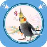 Icona Cockatiel Sounds