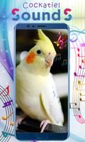 Cockatiel Sounds screenshot 3