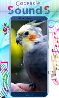 Cockatiel Sounds poster