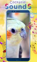 Cockatiel Sounds screenshot 1