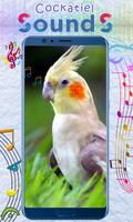 Cockatiel Sounds screenshot 2