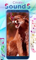 Cougar Sounds โปสเตอร์