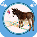 Donkey Sounds APK