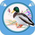 Duck Sounds