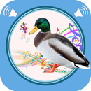 Duck Sounds aplikacja