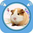 Guinea Pig Sounds
