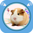 APK Guinea Pig Sounds