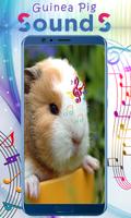 Guinea Pig Sounds скриншот 3