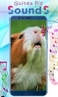 Guinea Pig Sounds постер