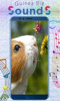 Guinea Pig Sounds скриншот 2