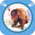 Monkey Sounds