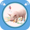 Pig Sounds