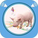 APK Pig Sounds