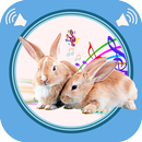Rabbit and Bunny Sounds APK