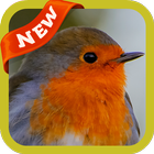 Robin Wallpaper আইকন