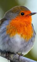 Robin Wallpaper স্ক্রিনশট 1