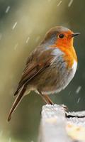Robin Wallpaper স্ক্রিনশট 2