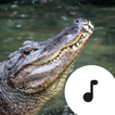 Alligator Sounds