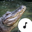 Alligator Sounds APK