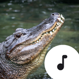 Alligator Sounds