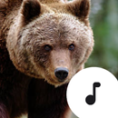 APK Bear Sounds