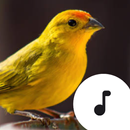 Bird Sounds APK