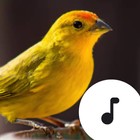 Icona Bird Sounds