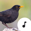 Blackbird Sounds