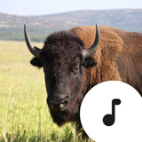 Buffalo & Bison Sounds আইকন