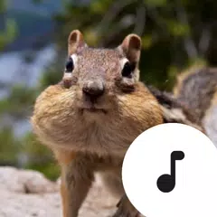download Chipmunk Sounds XAPK