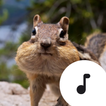 Chipmunk Sounds