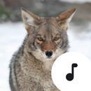 Coyote Sounds APK