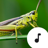 Cricket Sounds 图标