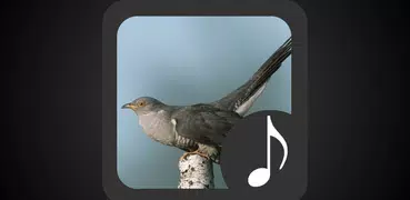 Cuckoo Sounds