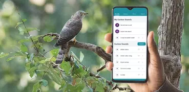 Cuckoo Sounds