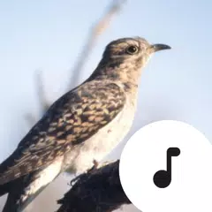 Descargar XAPK de Cuckoo Sounds