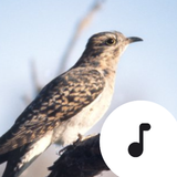 Cuckoo Sounds आइकन