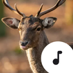 Deer Sounds