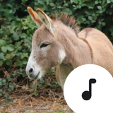 Icona Donkey Sounds
