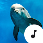 Dolphin Sounds icône