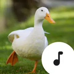 download Duck Sounds XAPK