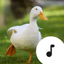 Duck Sounds aplikacja