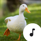Duck Sounds icône
