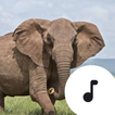 ”Elephant Sounds